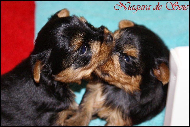Niagara De Soie - Yorkshire Terrier - Portée née le 12/12/2012