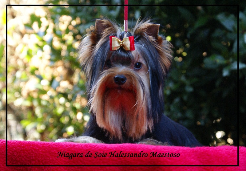 Niagara De Soie Halessandro maestoso