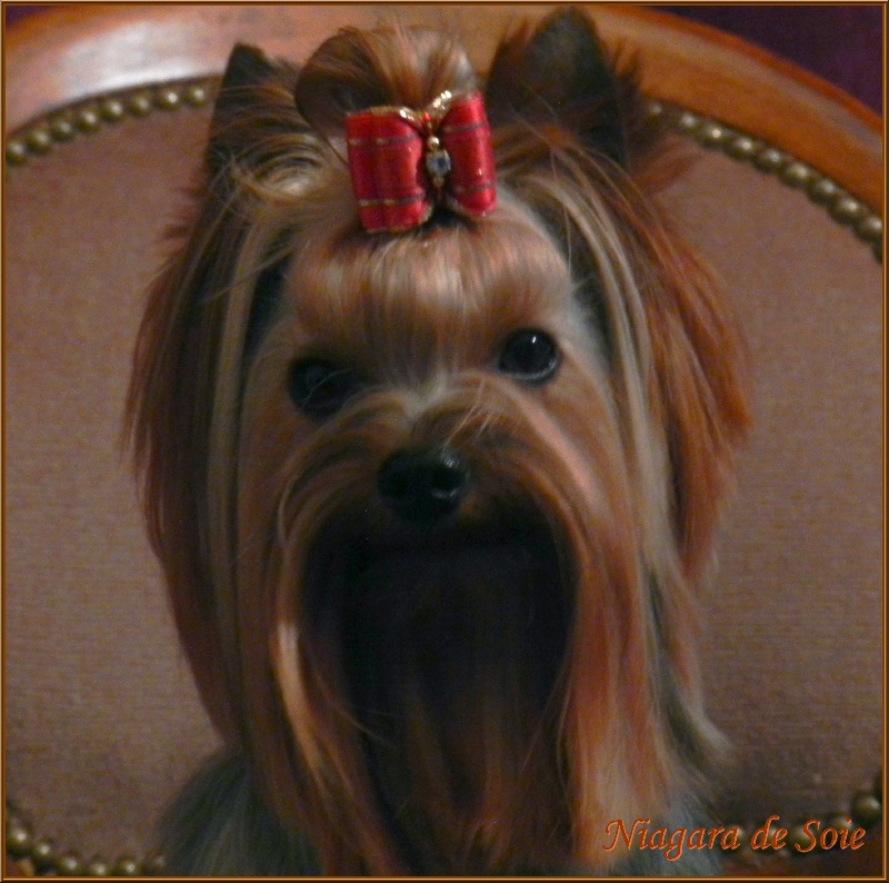 Nos Chiens