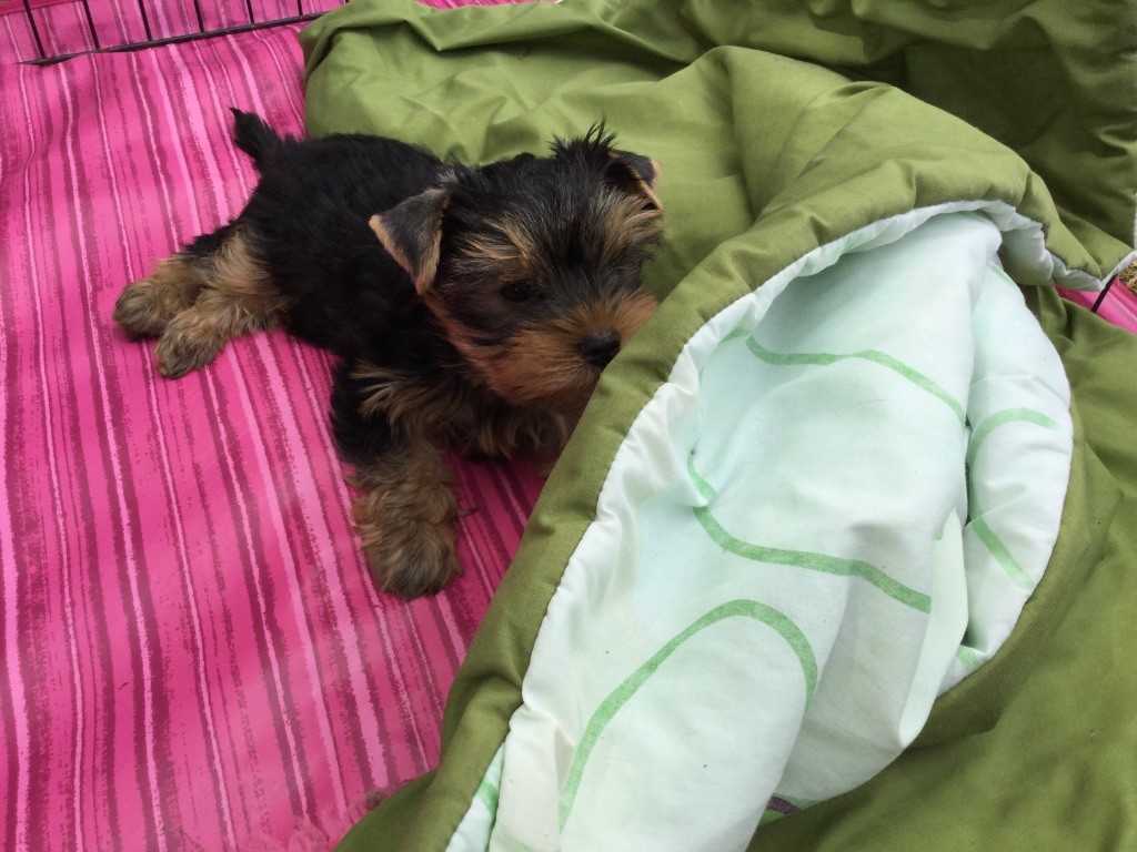 Niagara De Soie - Yorkshire Terrier - Portée née le 14/04/2017