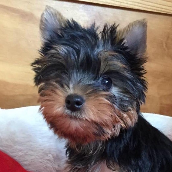 Niagara De Soie - Yorkshire Terrier - Portée née le 10/01/2018