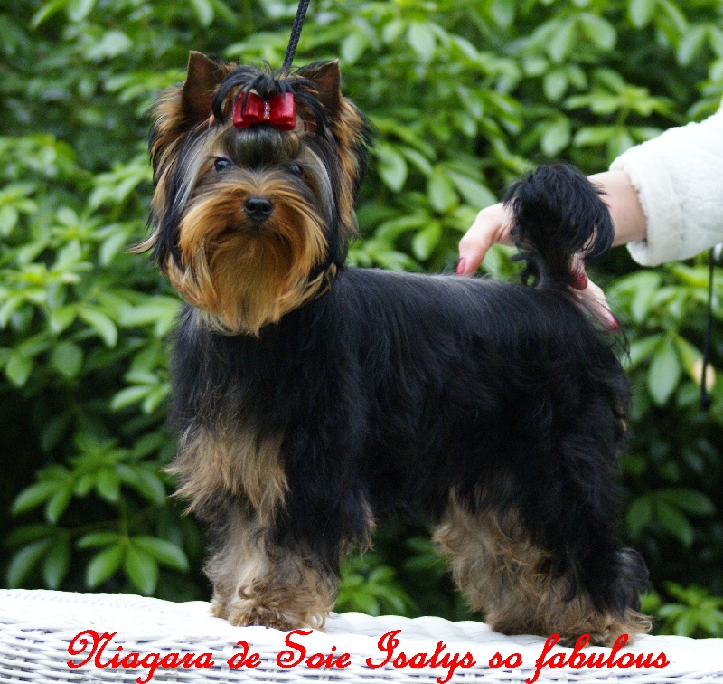 Niagara De Soie - Yorkshire Terrier - Portée née le 31/07/2013
